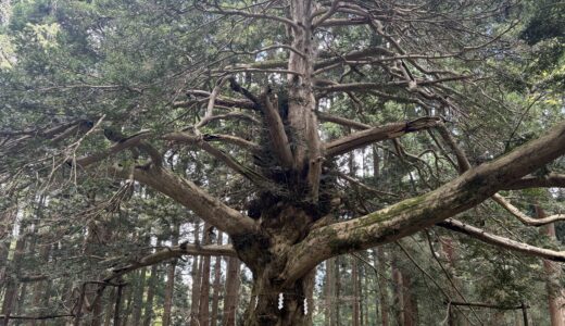【真山神社】生霊にも効くカヤの木の実を初購入。焚くのは難しかった